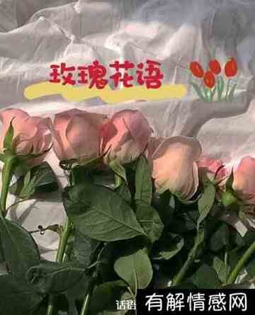 粉色的玫瑰花代表什么意思(粉色玫瑰是代表什么意思)