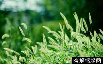 狗尾草花语与寓意(狗尾草花语是什么)