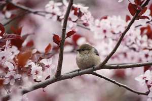 家里摆葫芦寓意是什么(关于在家里装饰葫芦的含义)